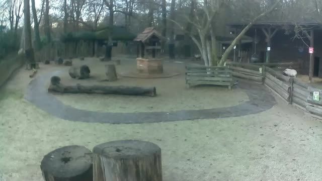 Dwarf sheep in Zagreb Zoo, Croatia