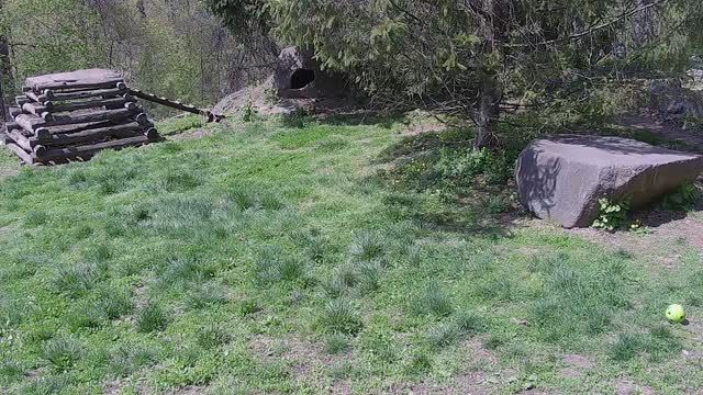 White wolves in the Rocky Mountain Preserve, Colorado, USA
