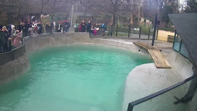 California sea lion at Zagreb Zoo, Croatia