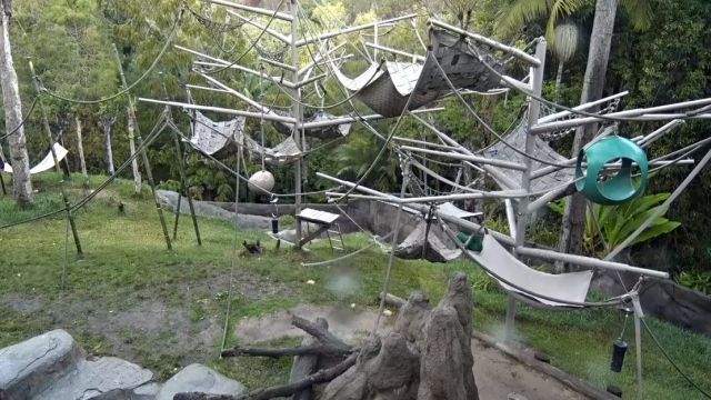 Monkeys at the San Diego Zoo, California, USA