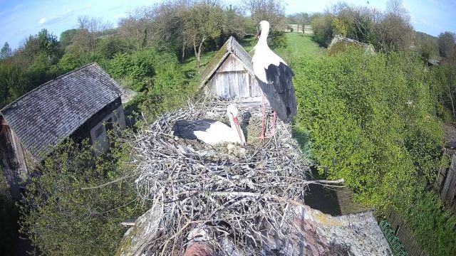 Nature reserve Lonjsko Polje. Chigoch village (stork village), Croatia