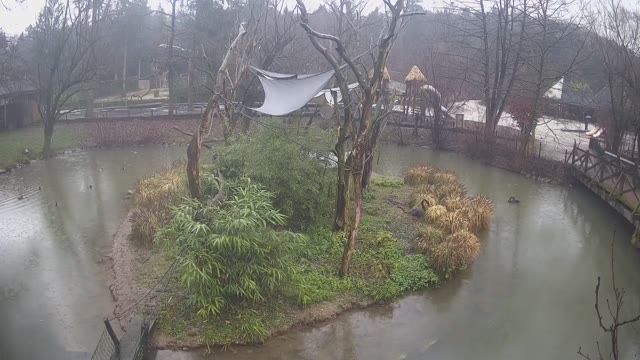 Yellow-cheeked gibbon in Zagreb Zoo, Croatia