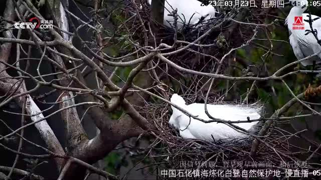 Heron in Sikhote-Alin Nature Reserve, Primorsky Krai, Russia