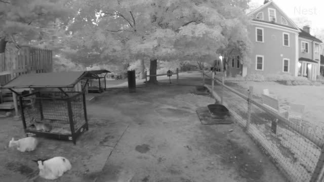 Sheep at Unity Farm Sanctuary in Sherborn town, MA, USA
