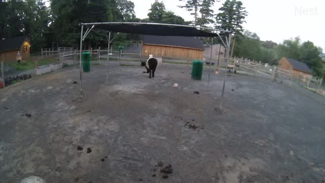 Fluffy Cow at Unity Farm Sanctuary in Sherborn town, MA, USA