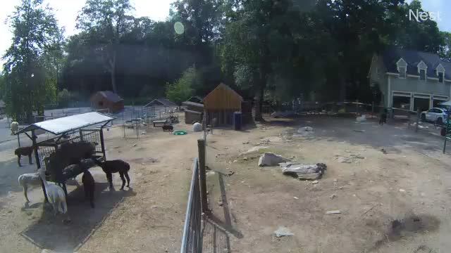 Llamas and Alpacas at Unity Farm Sanctuary in Sherborn town, MA, USA