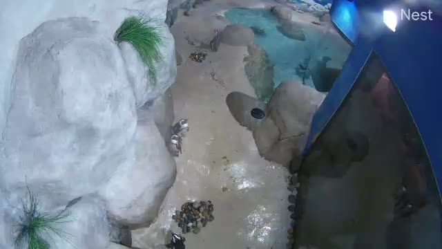 Penguins at the Jenkinson's Aquarium in Point Pleasant Beach, NJ, USA