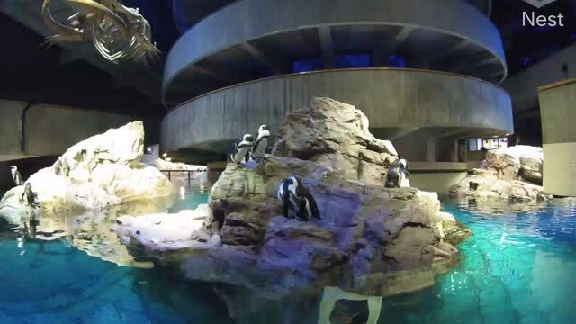 Penguins at the Jenkinson's Aquarium in Point Pleasant Beach, NJ, USA (cam #2)