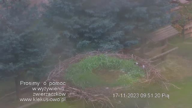 Stork's nest in Klekusowo, Tomaszow Boleslawiecki, Poland