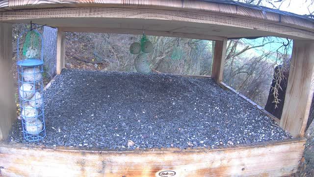 Bird and squirrel feeder in Liptov, Slovakia