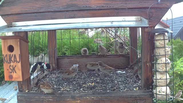 Bird feeder #3 in Liptov, Slovakia