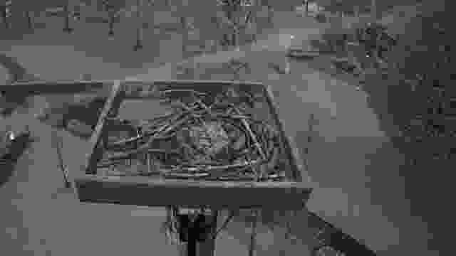 Falcon's Nest at McEuen Park in Coeur d'Alene, ID, USA (cam #2)