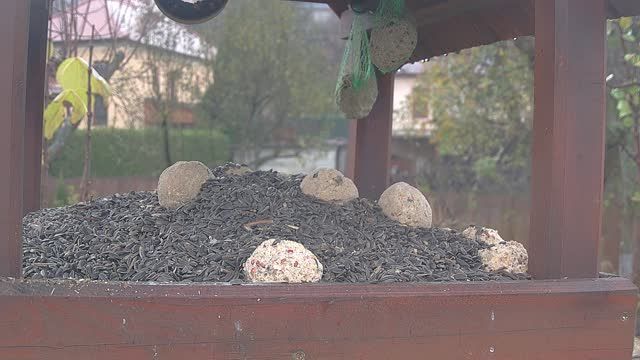 Bird feeder #2 in Liptov, Slovakia