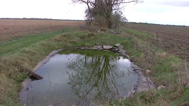 Field birds in Liptov, Slovakia