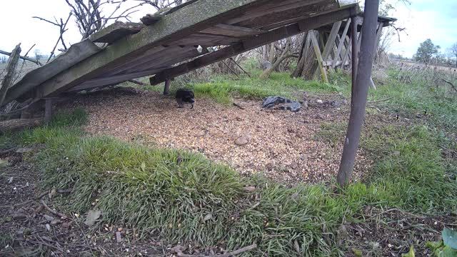 Field birds in Liptov, Slovakia (cam #2)