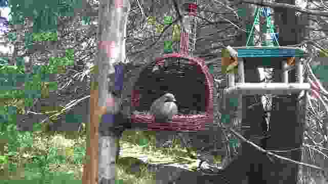 Bird feeder in Veverici park, High Tatras, Slovakia