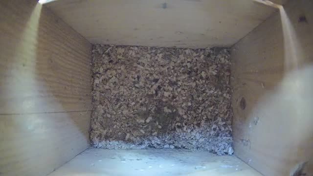 Nest box in the Tatras, Slovakia