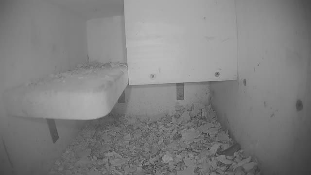 Barn owl nest box in Roznava, Slovakia