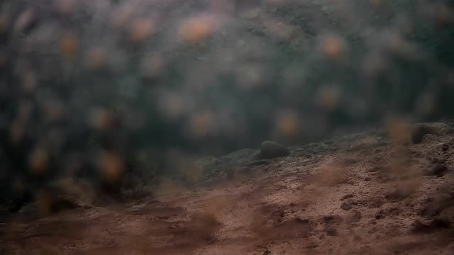 At the bottom of a reservoir in Slovakia