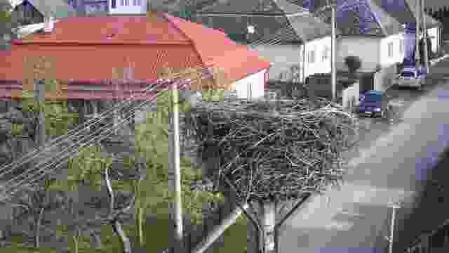 Stork's nest in Zemplínske Hradiste, Slovakia