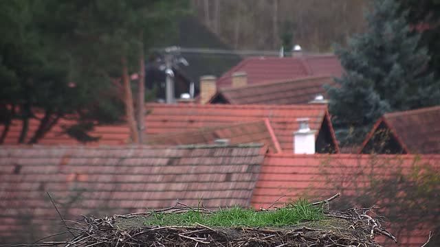 Stork's nest in Demanova, Slovakia