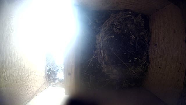 Black swift nest box I, Slovakia