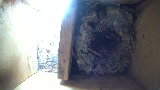 Black swift nest box II, Slovakia