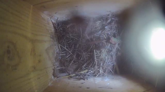 Starling nest box, Slovakia