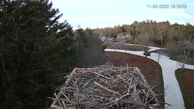 Osprey Nest at Waquoit Bay National Estuarine Research Reserve, MA, USA