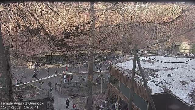 Female bald eagles at Eagle Mountain Wildlife Refuge, TN, USA (cam #2)