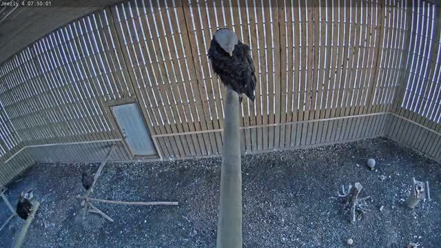 Bald Eagle at Cobequid Wildlife Rehabilitation Center in Brookfield, Canada