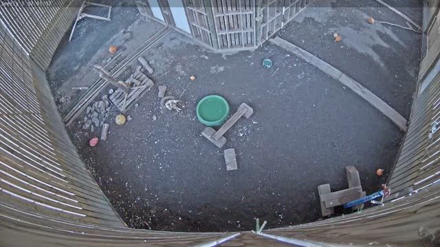 Bald Eagle at Cobequid Wildlife Rehabilitation Center in Brookfield, Canada (cam #2)