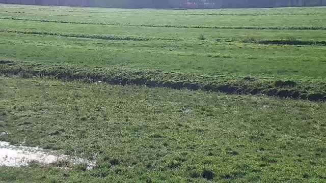 Meadow birds in Alphen aan den Rijn, Netherlands