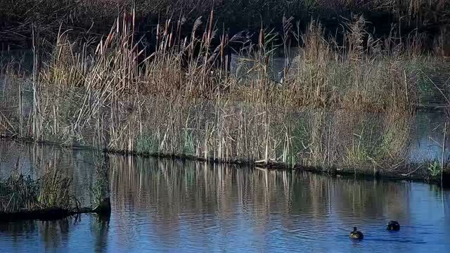 Meadow birds at Polderflora Camping & Chalets in Alphen aan den Rijn, Netherlands