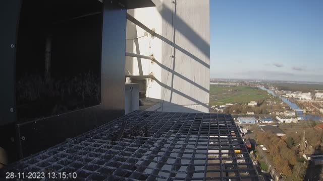 Peregrine falcon nest at Cellnex tower in Alphen aan den Rijn, Netherlands