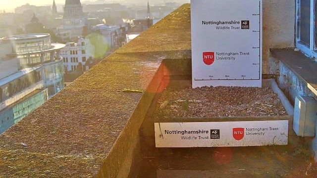 Peregrine falcon nest at Nottingham Trent University (NTU) Newton in Nottingham, UK