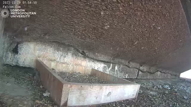 Peregrine falcon nest at London Metropolitan University in London, UK