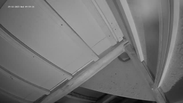 Bats in the Fledermaus Haus museum in Hohenburg, Germany