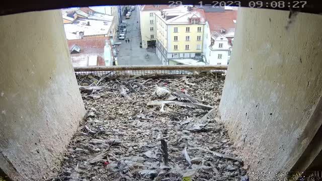 Peregrine falcon nest in Zur Rathausturm-Wanderfalken in Regensburg, Germany