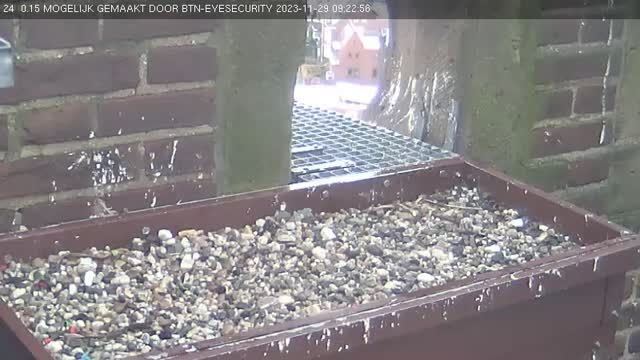 Peregrine falcon nest in Grote of Sint-Martinuskerk in Venlo, Netherlands