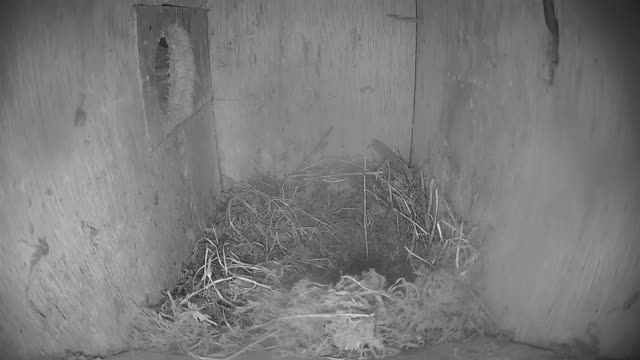 Nest box for starlings and squirrels in Sprundel, the Netherlands