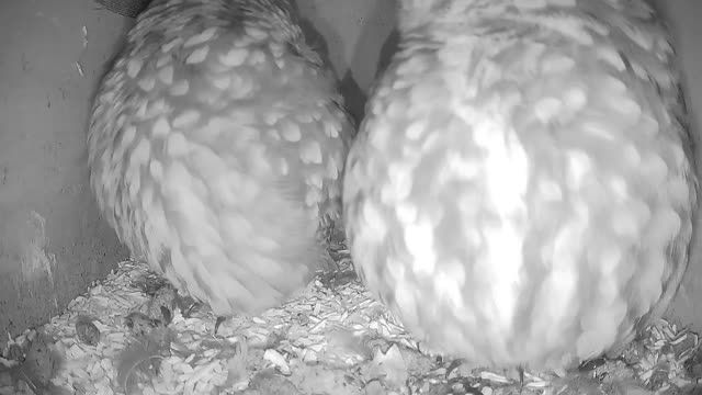 Owl nest box in Sprundel, Netherlands
