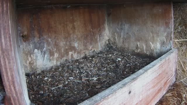 Kestrel nest at Polderflora Camping & Chalets in Alpen aan den Rijn, Netherlands