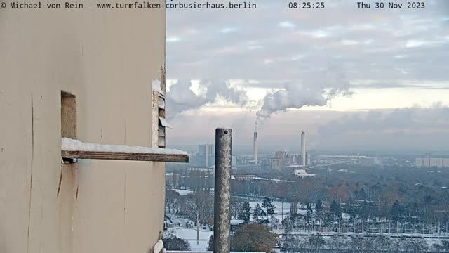 Kestrel nest on the roof of the Corbusier House in Berlin, Germany (cam #3)