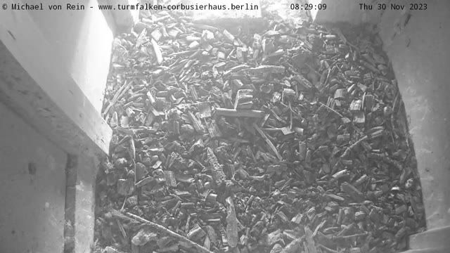 Kestrel nest on the roof of the Corbusier House in Berlin, Germany (cam #2)