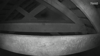 Barn owls at the High Plains Environmental Center in Loveland, CO, USA