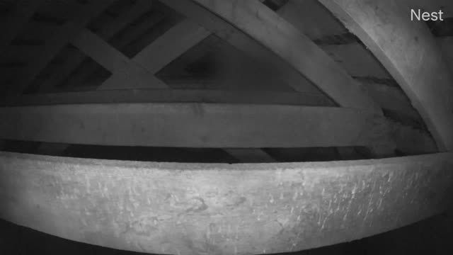 Barn owls at the High Plains Environmental Center in Loveland, CO, USA