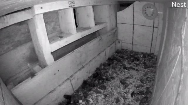 Barn owls at the High Plains Environmental Center in Loveland, CO, USA (cam #2)
