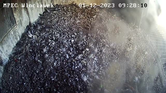 Peregrine falcon nest in Wloclawek, Poland