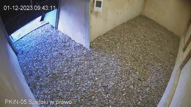 Falcon Habitat. Palace of Culture and Science in Warsaw, Poland (cam #5)